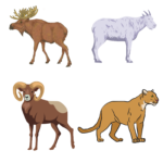 Animated moose, Rocky Mountain goat, big horn sheep, and mountain lion