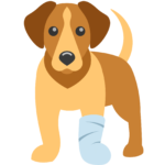 image shows a dog with a paw wrapped in a bandage