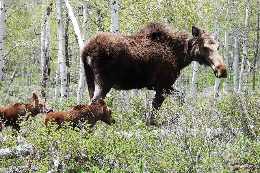 female moose with two calves following her