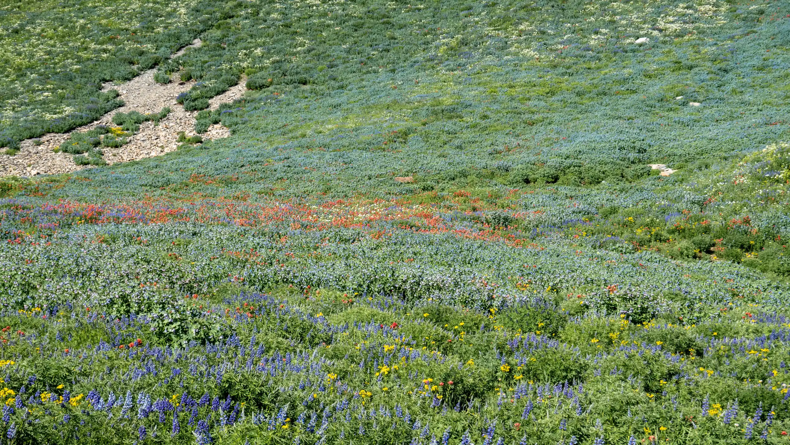 A field full of wildflowers