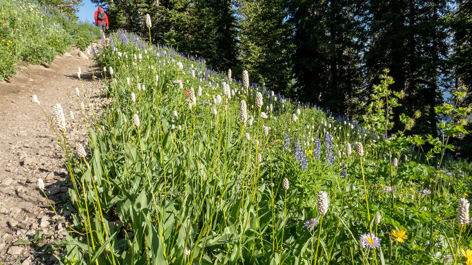 American buckwheat flowers alongside a trail