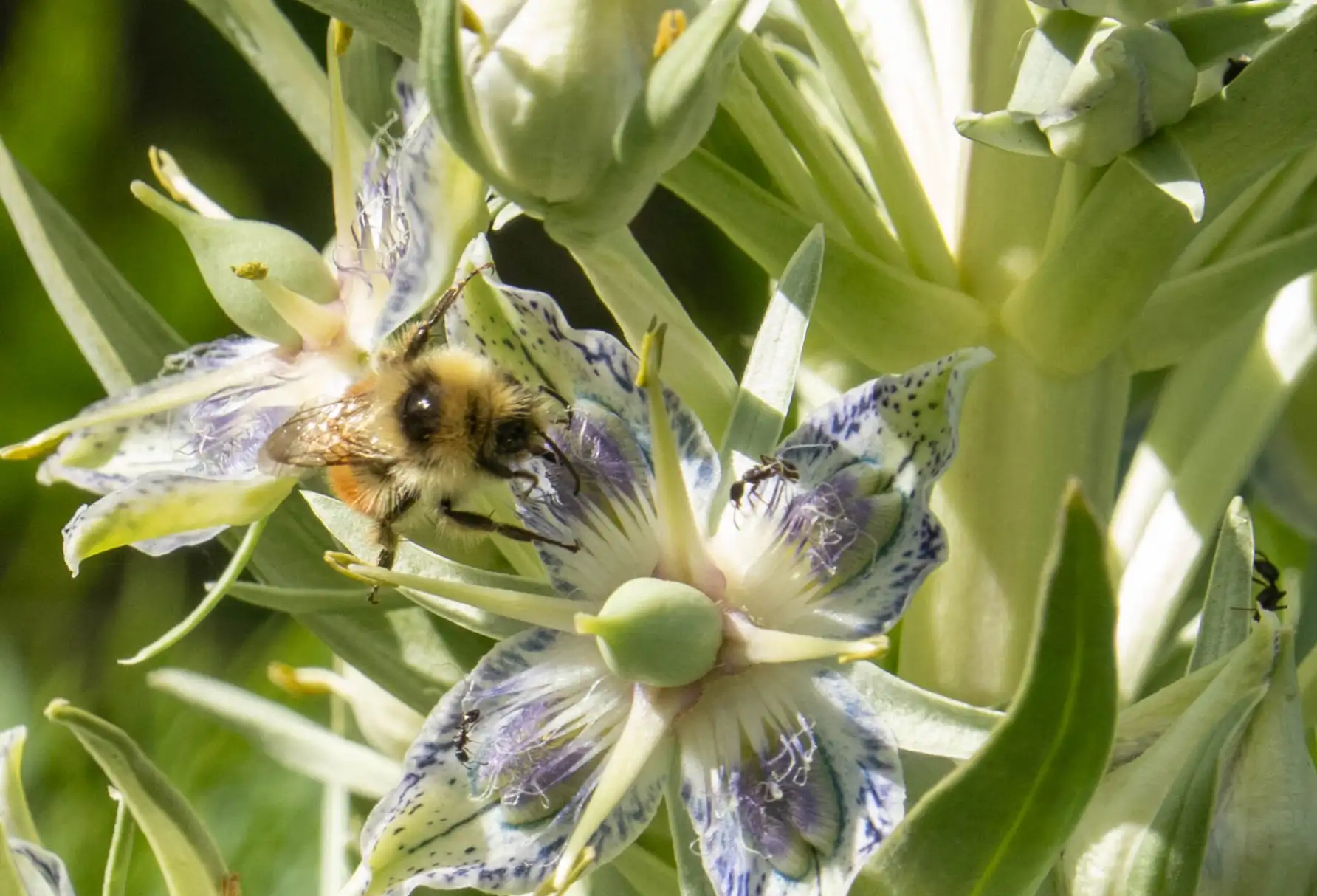 A mountain bumblebee and ants are shown on elk weed