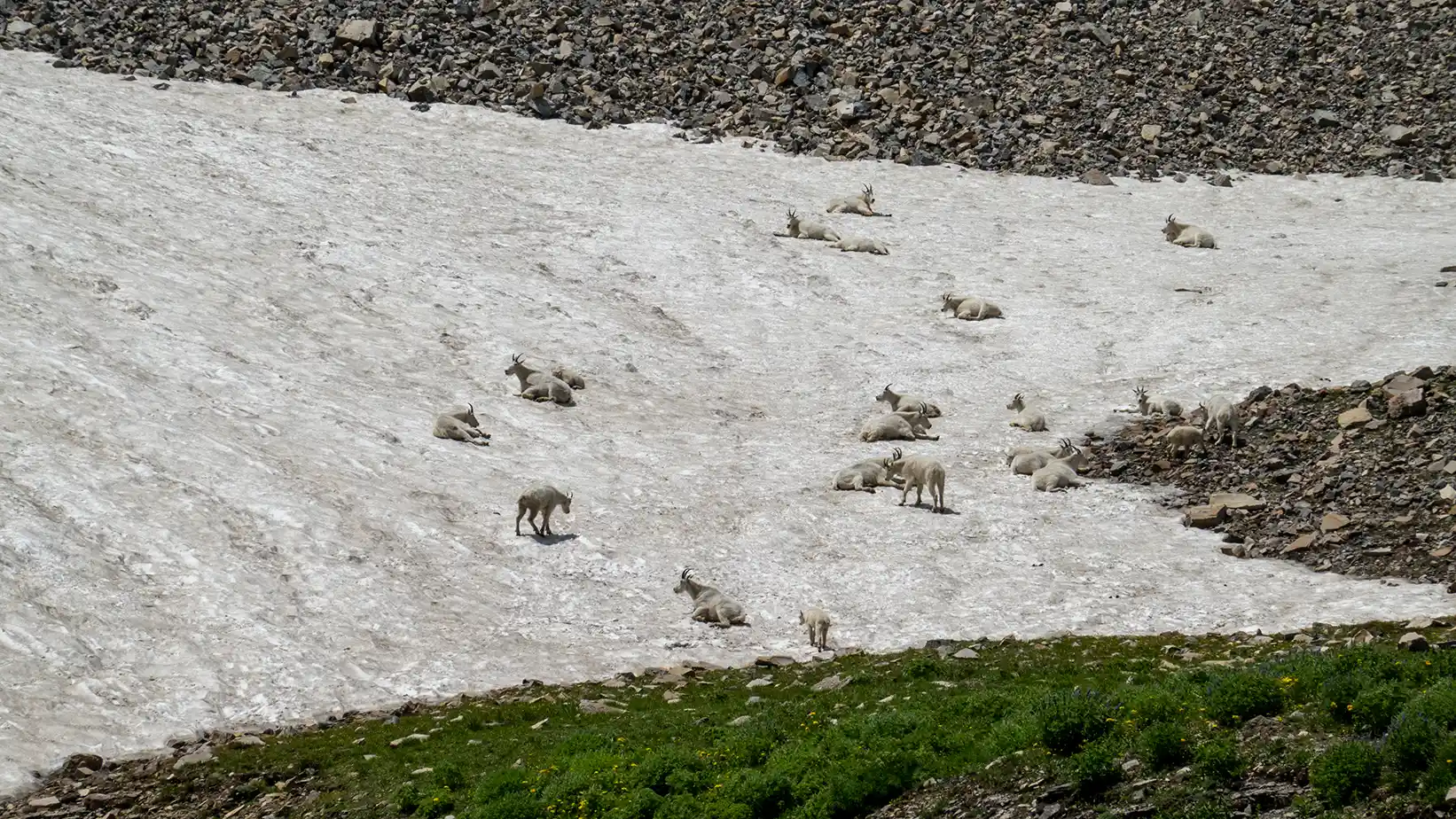 Many mountain goats lounge on snow