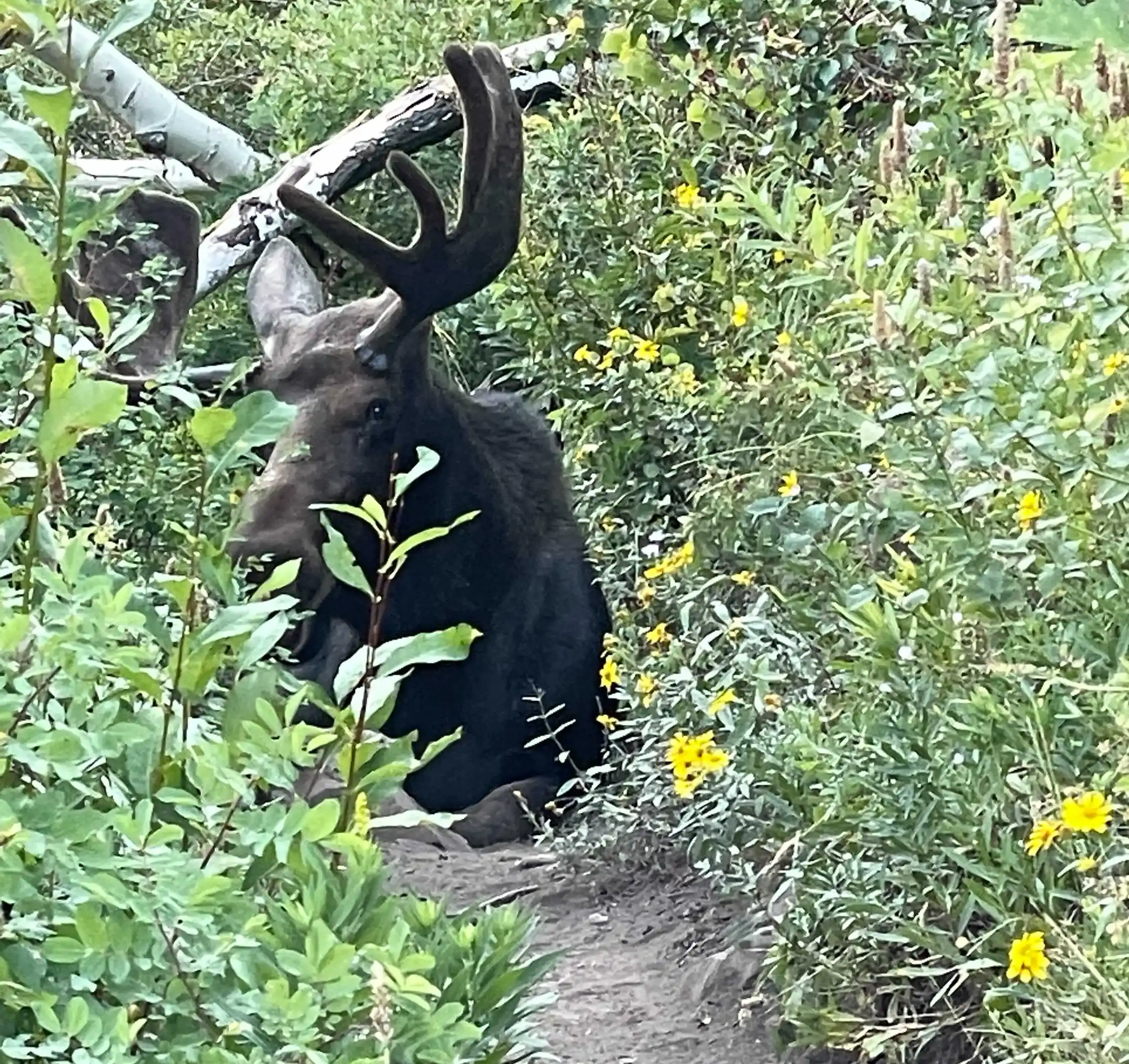 A male moose sits in the middle of the trail