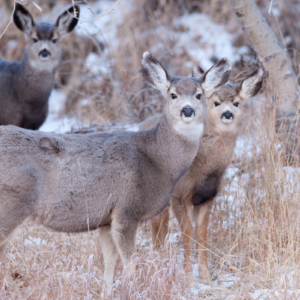 three mule deer standing a field