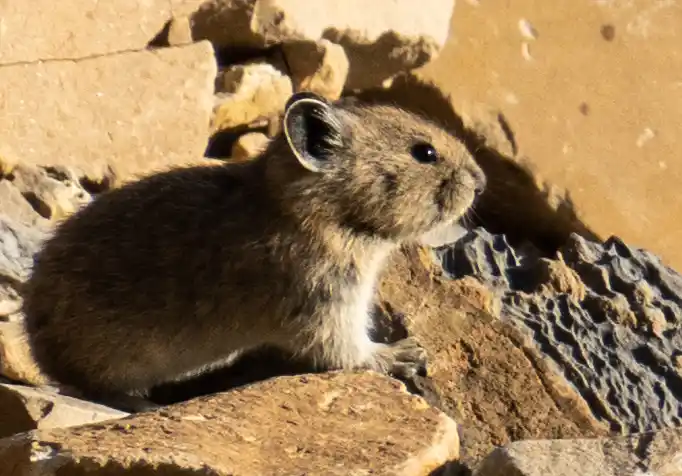 A pika is shown on a rock